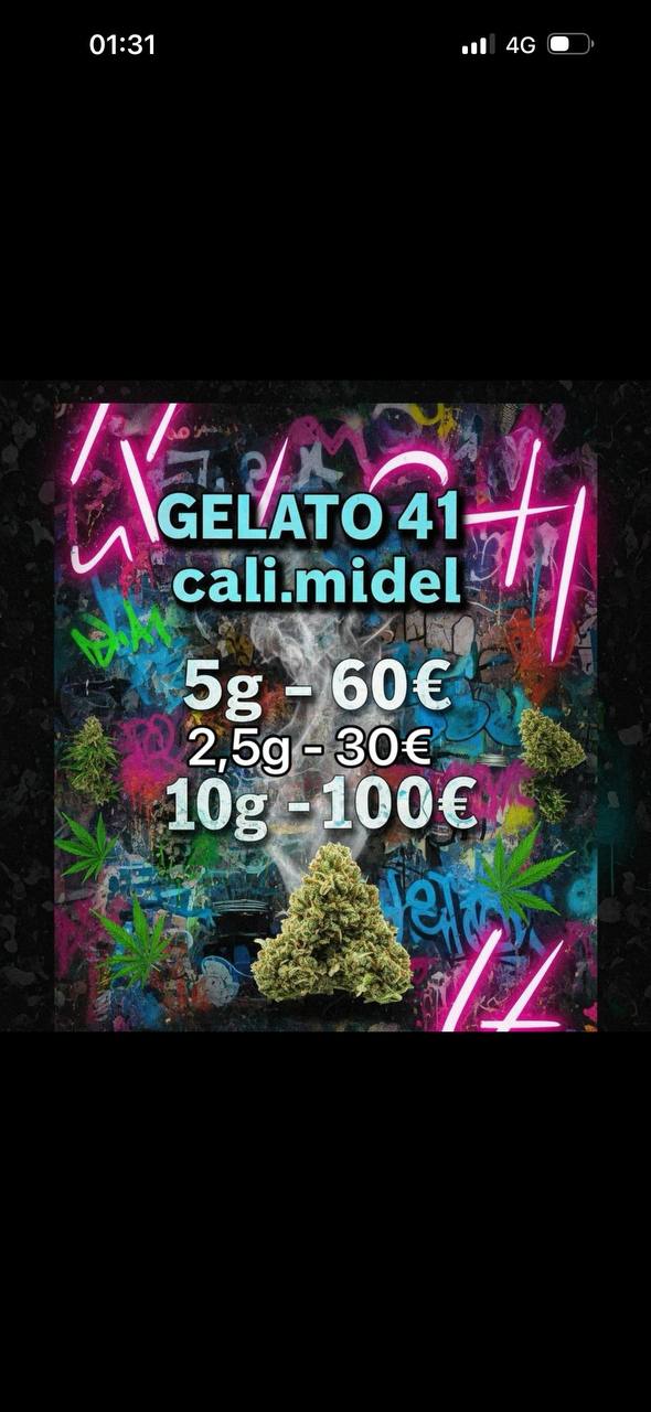 GELATO 41